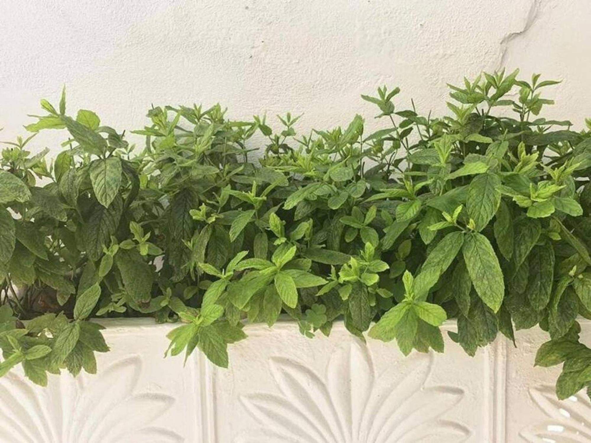 Dolce Vita - In The Heart Of Lefkada - Lefkada Bnb 外观 照片